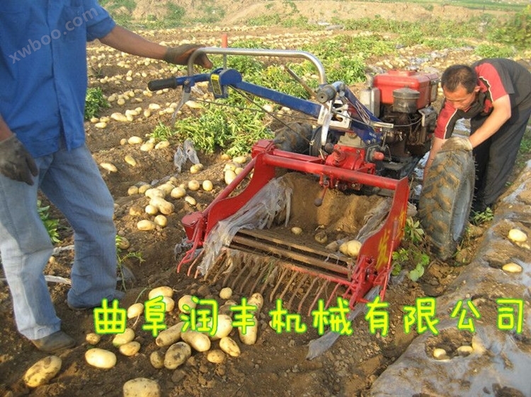 鲁甸县牵引式土豆收获机 拖拉机收获机