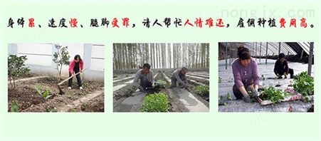 定植蔬菜苗移栽机 如何使用蔬菜移栽机的视频